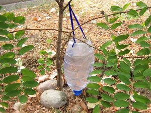 DAMJALY SUWARYŞ? IŇ AŇSADY ELDE ÝASAMAK